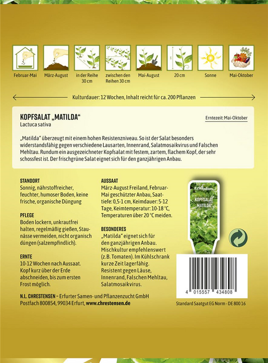 Kopfsalatsamen 'Matilda'