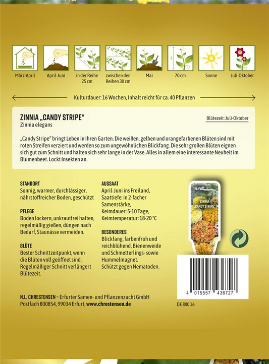 Zinniensamen 'Candy Stripe'