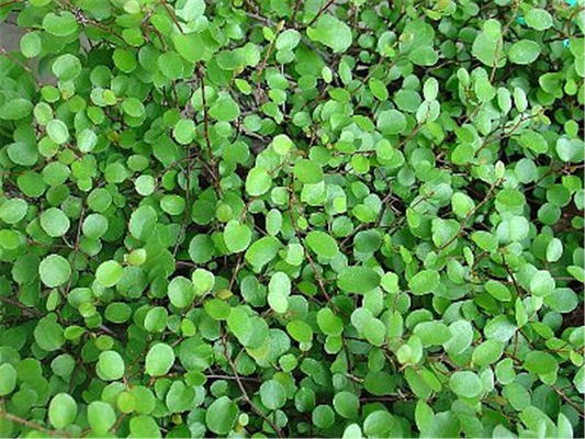 Mühlenbeckia axillaris, 12er Set