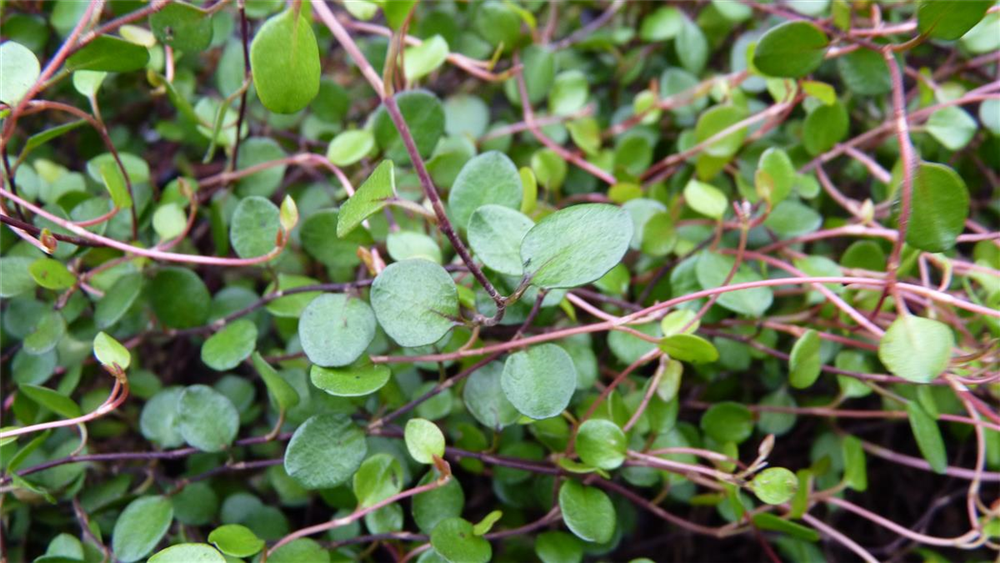 Mühlenbeckia axillaris, 12er Set
