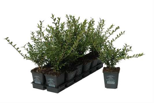 Lonicera nitida, 12er Set