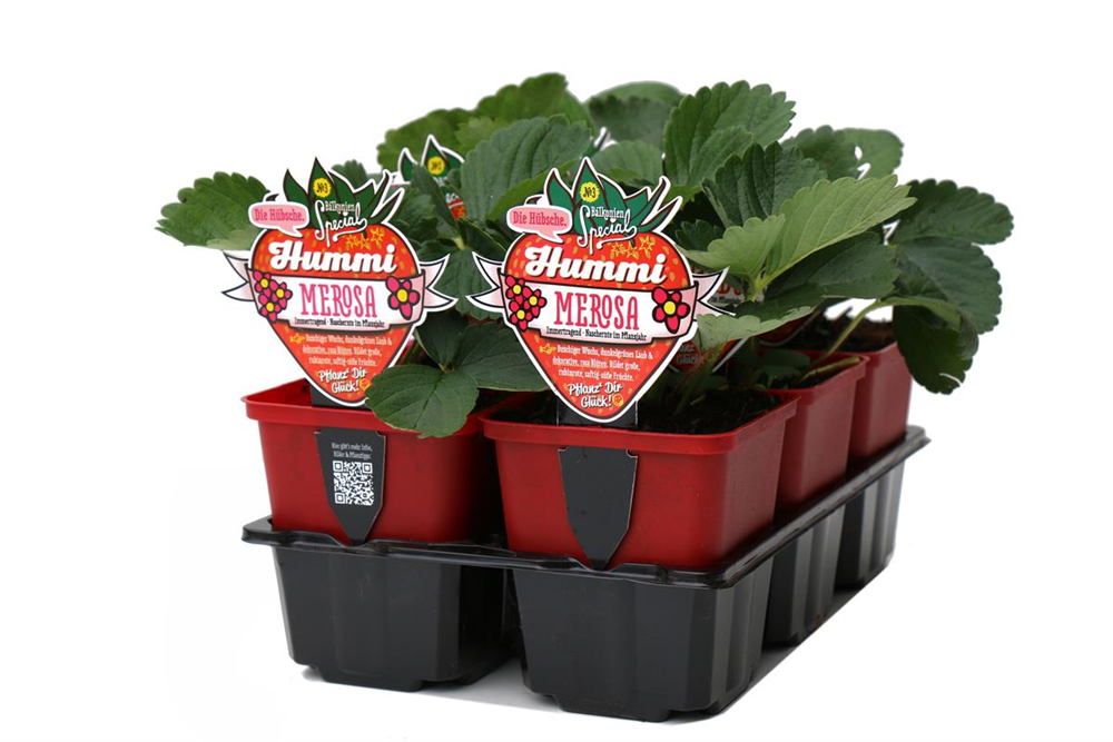 Hummi ® Merosa, 6er Set