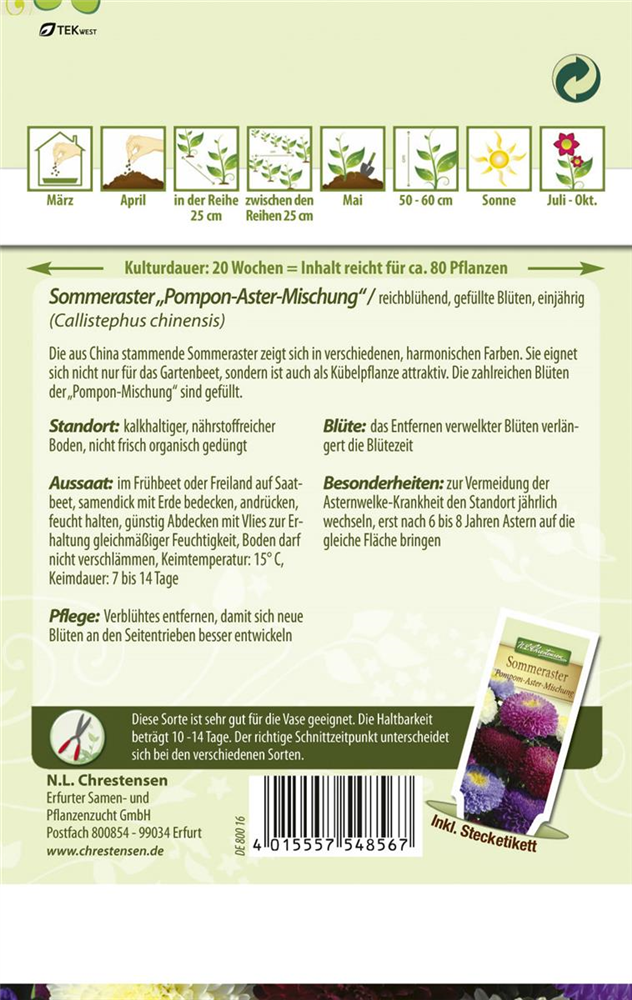 Gartenastersamen 'Pompon'