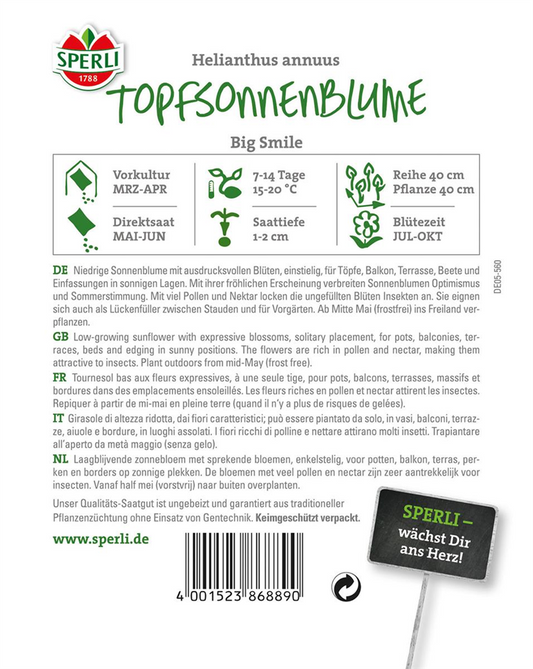 Sonnenblume 'Big Smile'