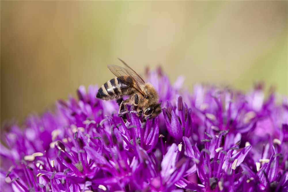 Bienenweide