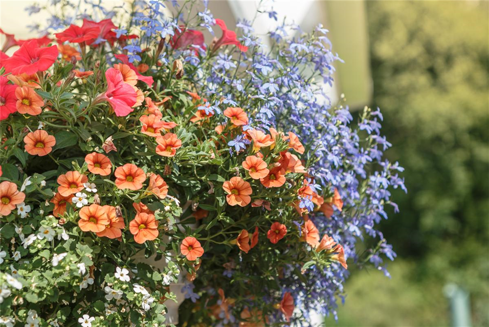 Sommerblumensamen