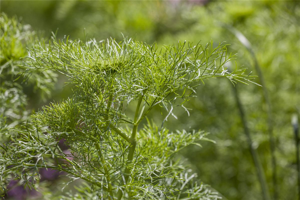 Dill