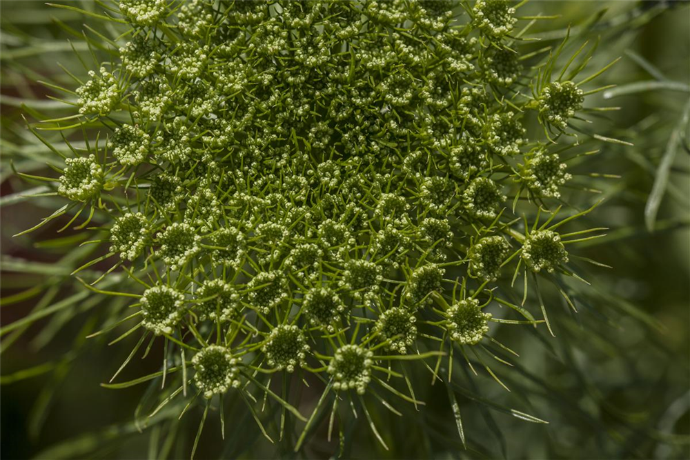 Dill