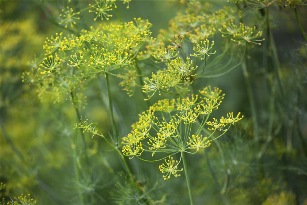 Dill