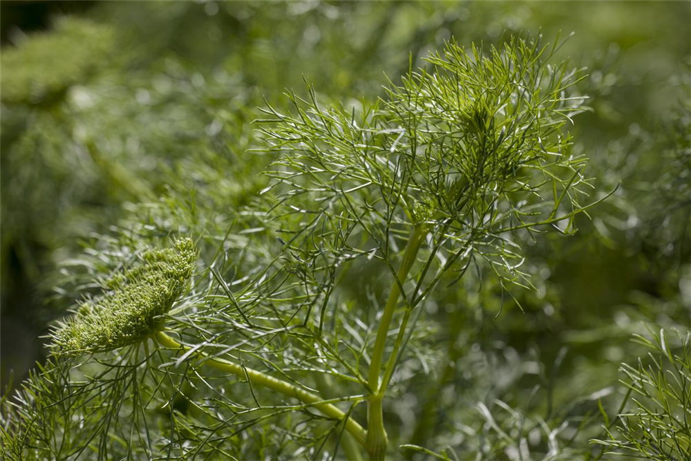 Dill