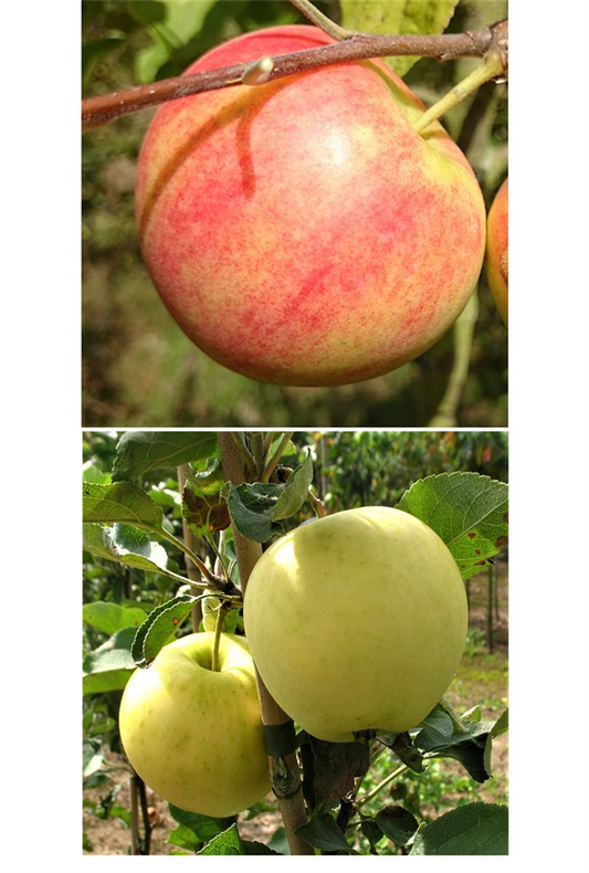 Apfel DUO 'Geheimrat Oldenburg/Weißer Klarapfel'