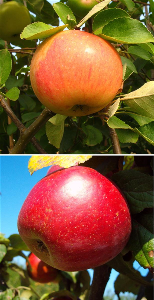 Apfel DUO 'James Grieve/Schöner aus Nordhausen'