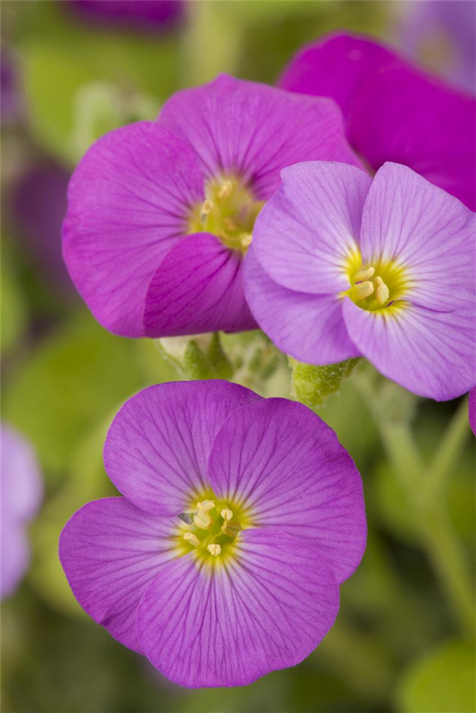 Griechisches Blaukissen-Samen
