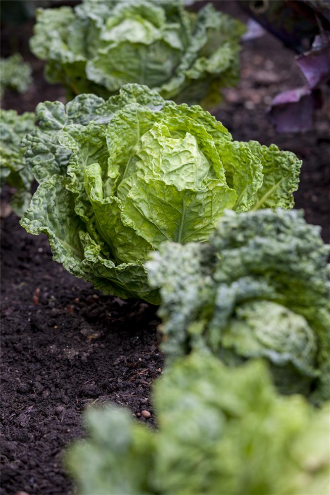 Wirsingkohlsamen 'Typ Vorbote'