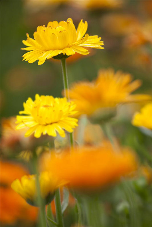 Ringelblumensamen 'Pazifik Schönheit'