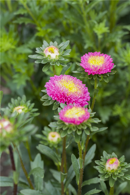 Gartenastersamen 'Pompon'