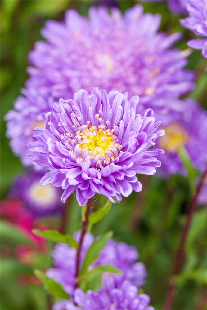 Gartenastersamen 'Pompon'