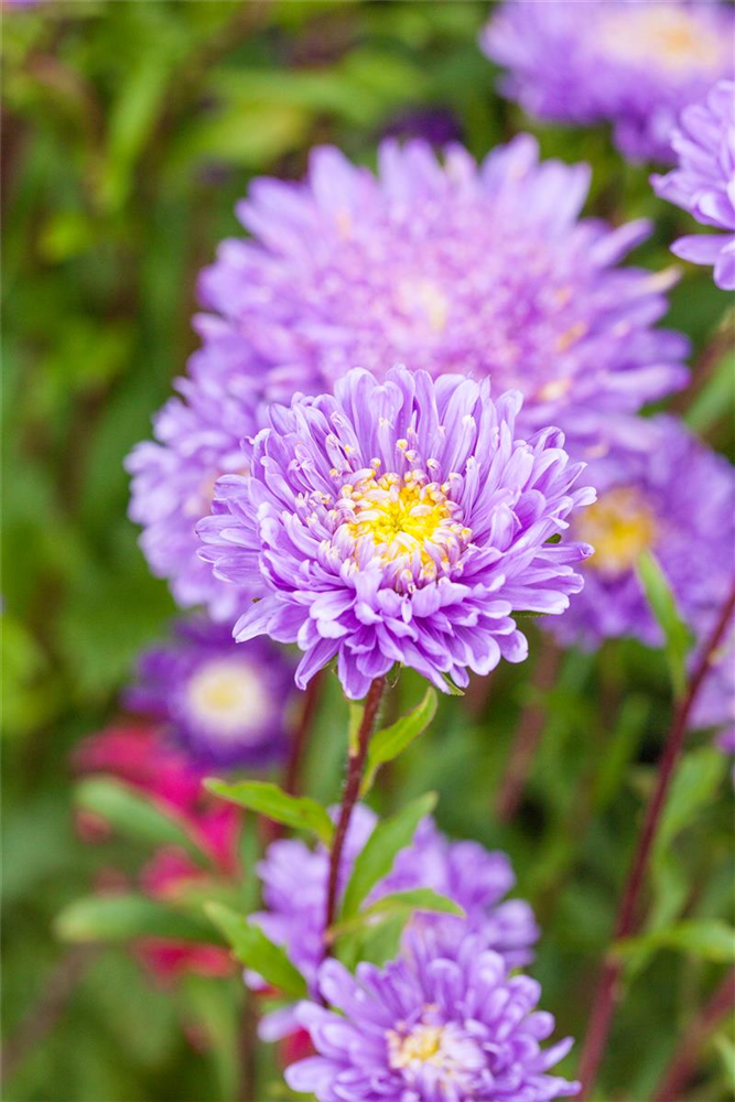 Gartenastersamen 'Pompon'