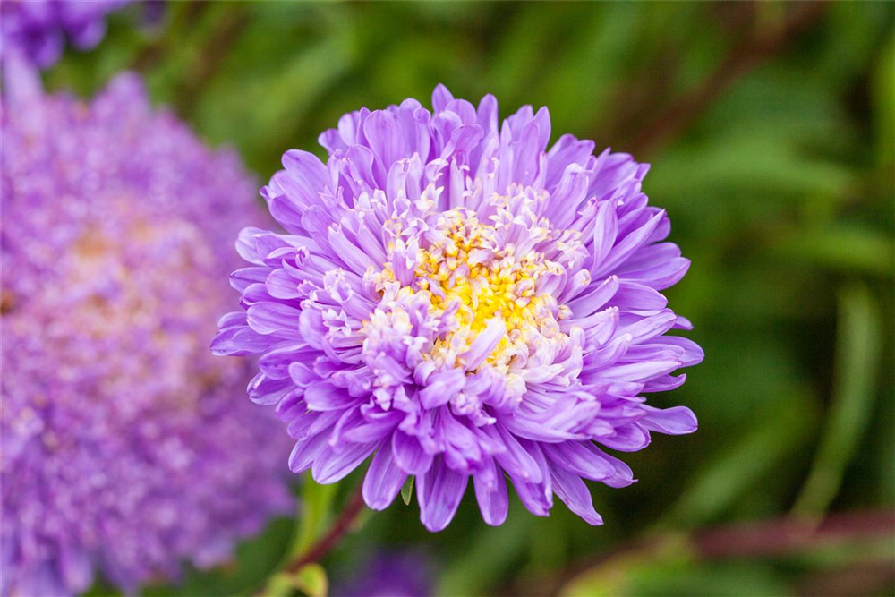 Gartenastersamen 'Pompon'