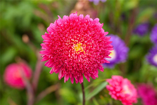 Gartenastersamen 'Prinzess'