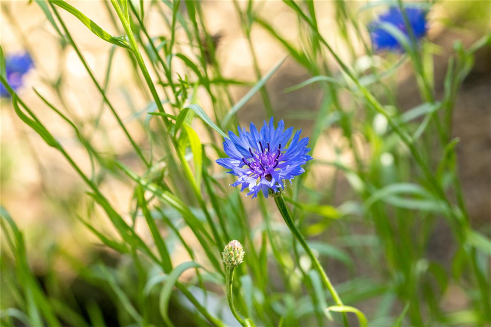 Kornblume