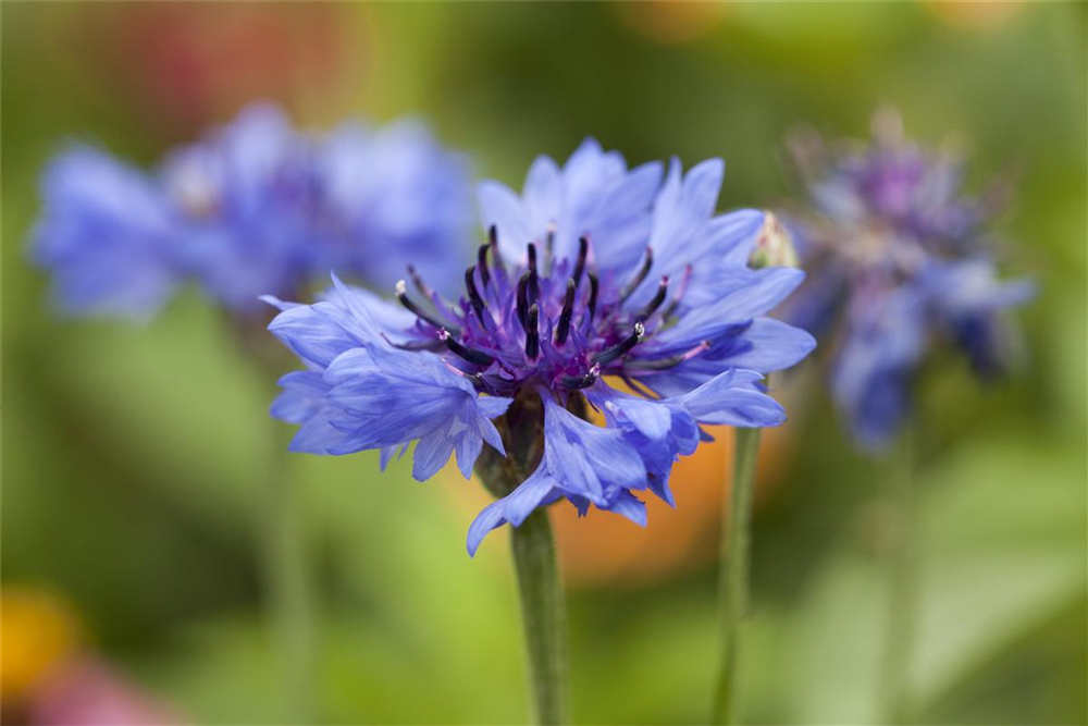 Kornblume