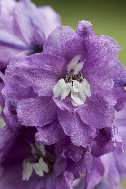 Gefüllter Sommer-Rittersporn-Samen