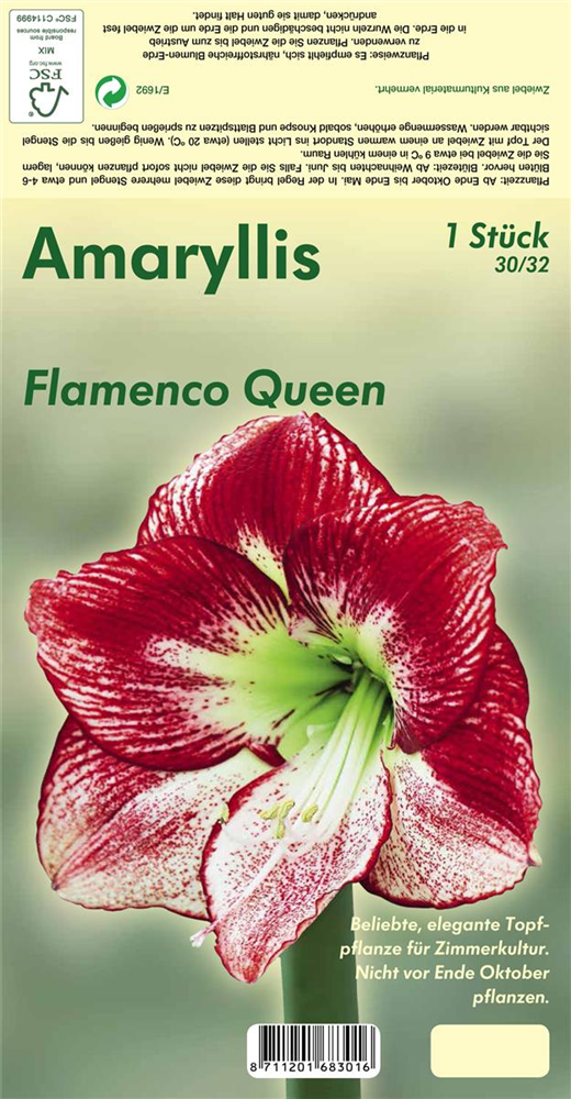 Ritterstern 'Flamenco Queen'