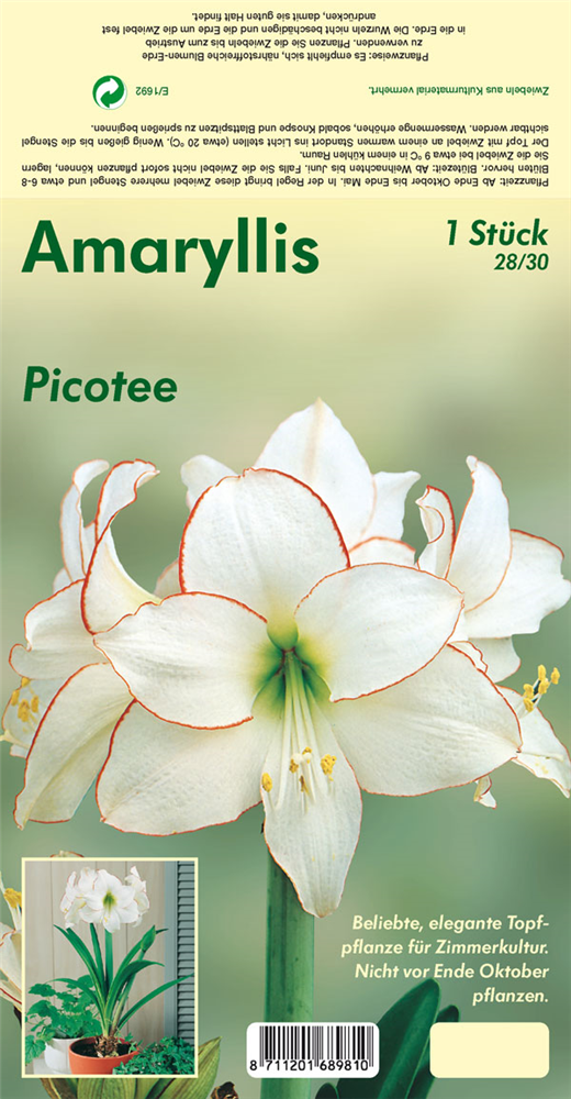 Ritterstern 'Picotee'