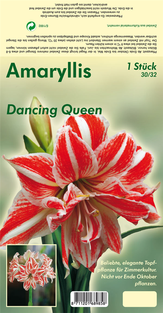Ritterstern 'Dancing Queen'®