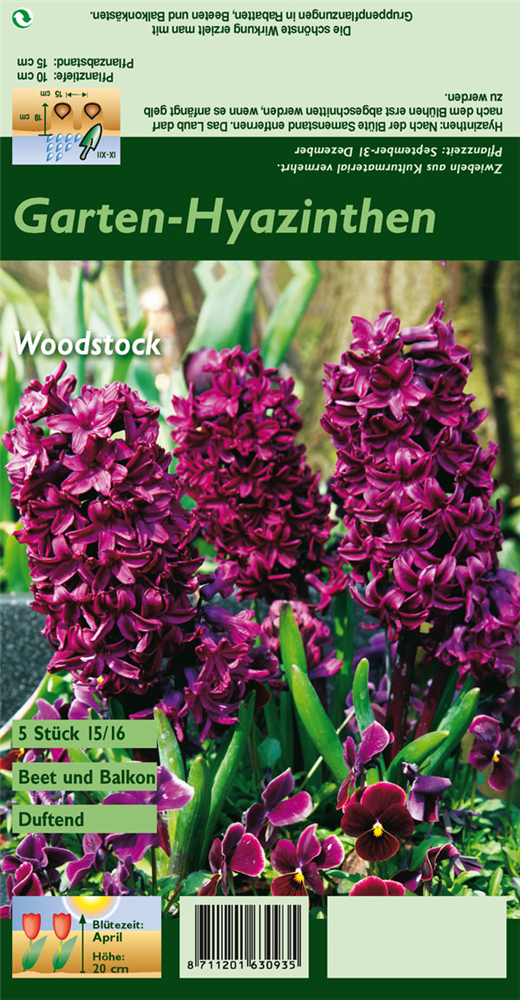 Hyazinthe 'Woodstock'