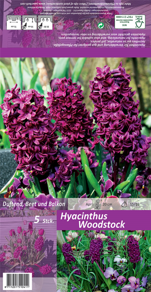 Hyazinthe 'Woodstock'