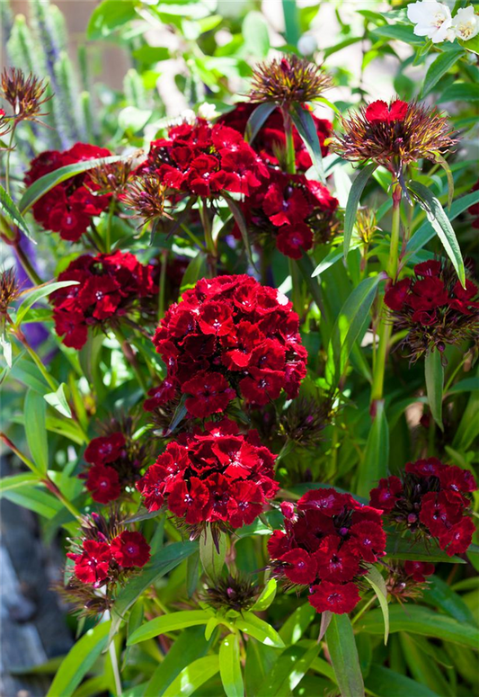 Gefüllte Bartnelke-Samen