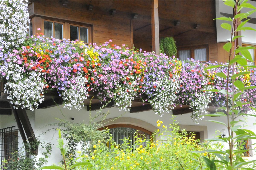 Balkonkastenmischung-Samen