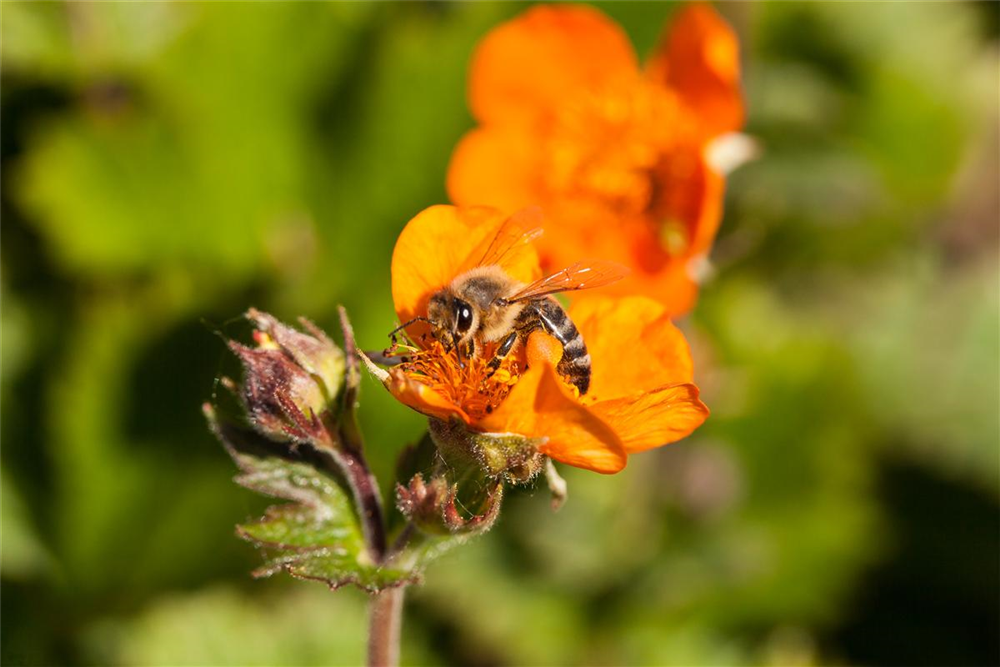 Bienenweide