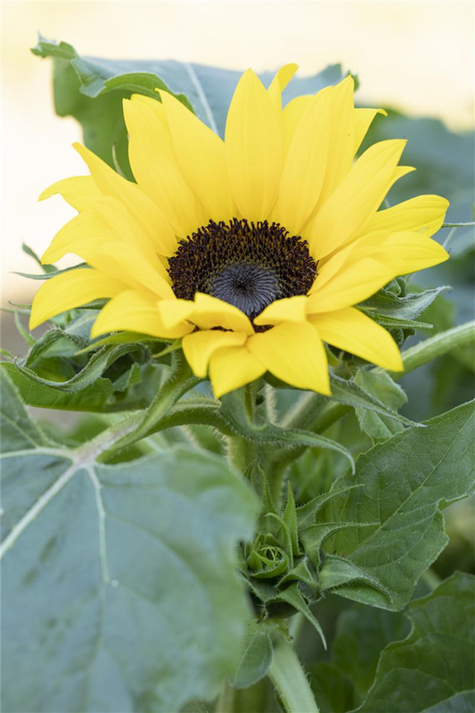 Sonnenblumennsamen 'Eversun'