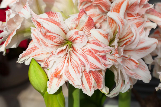 Ritterstern 'Dancing Queen'®