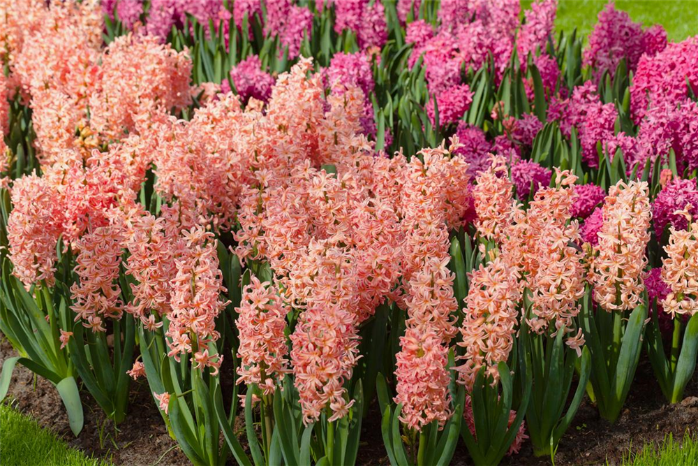 Hyazinthe 'Gipsy Queen' - 5 Blumenzwiebeln