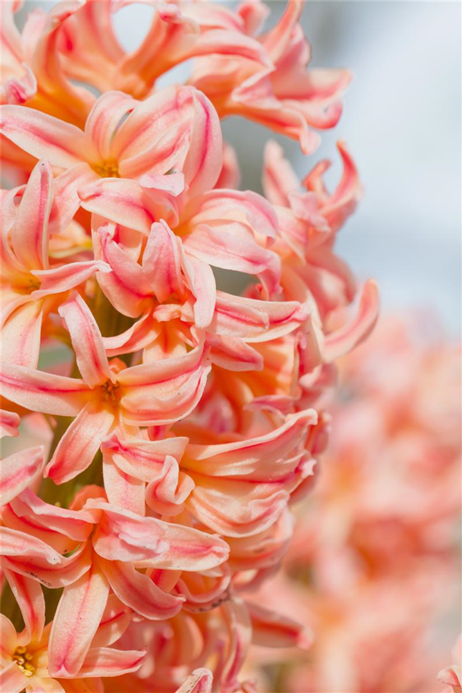 Hyazinthe 'Gipsy Queen' - 5 Blumenzwiebeln