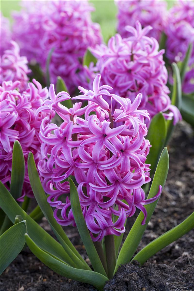 Hyazinthe 'Pink Pearl' - 5 Blumenzwiebeln