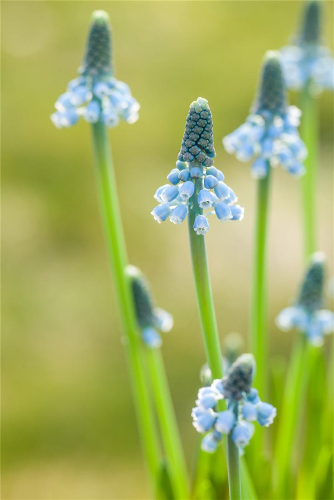 Traubenhyazinthe 'Blue Magic' - 10 Blumenzwiebeln