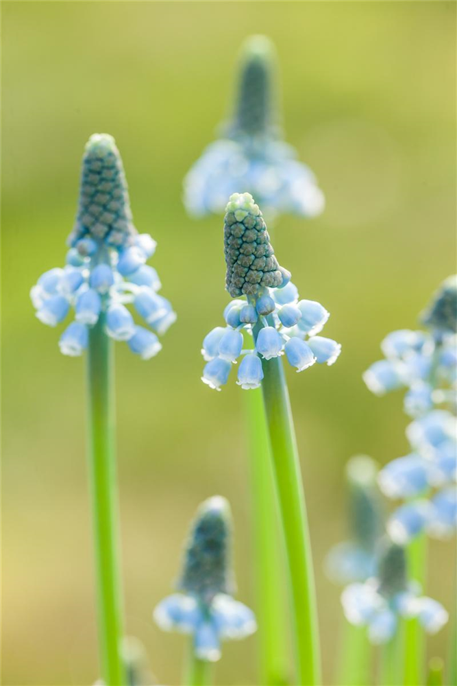 Traubenhyazinthe 'Blue Magic' - 10 Blumenzwiebeln