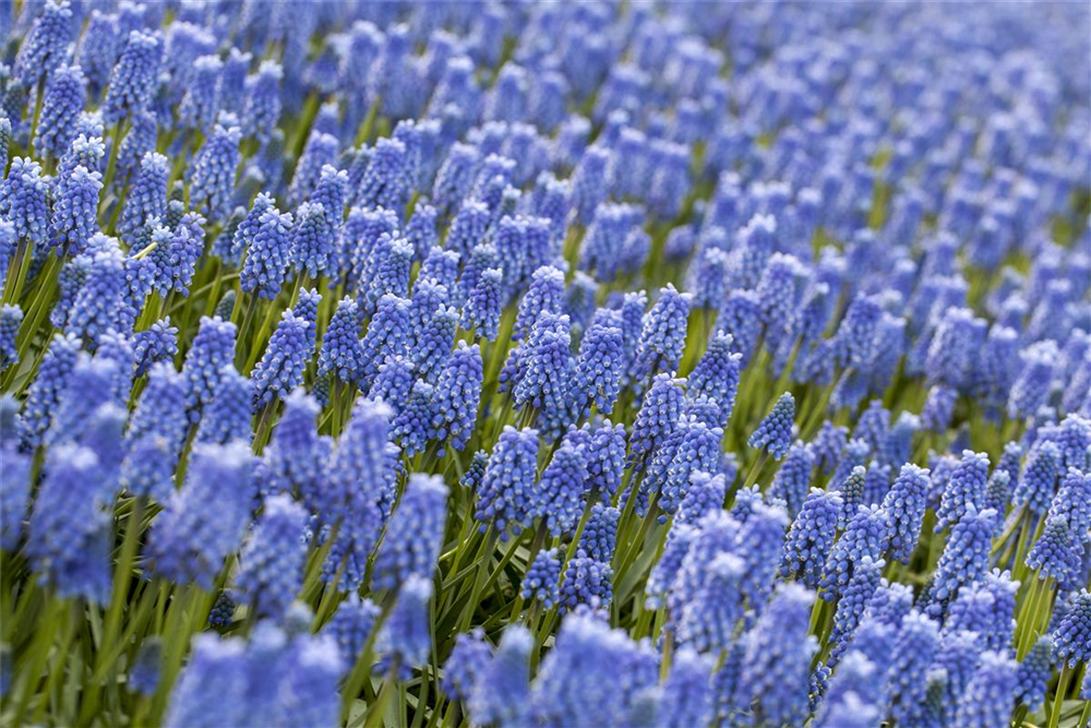 Traubenhyazinthe 'Blue Magic' - 10 Blumenzwiebeln