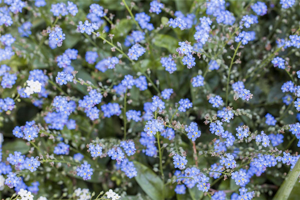 Vergissmeinnichtsamen 'Ultramarine Zwerg'