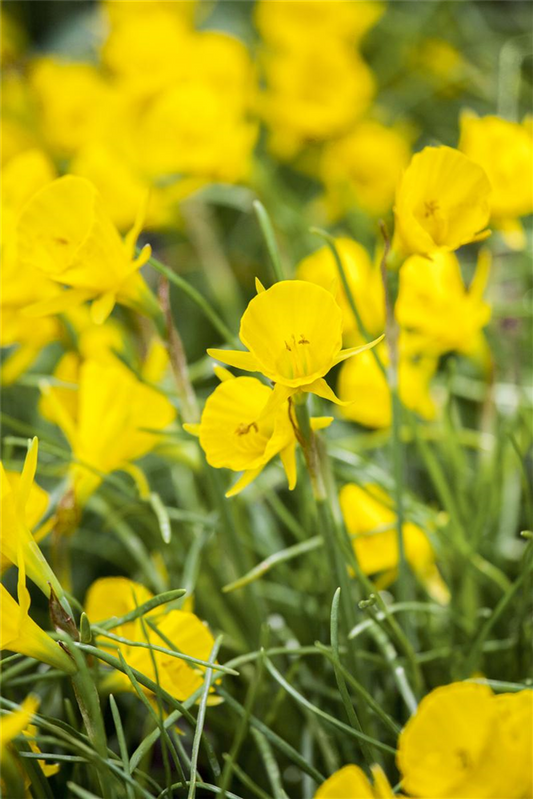 Narzisse 'Golden Bells' - 5 Blumenzwiebeln