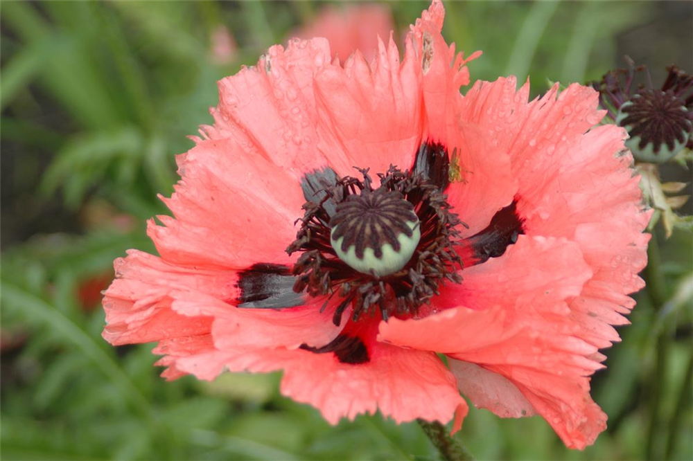 Orientalischer Mohn-Samen