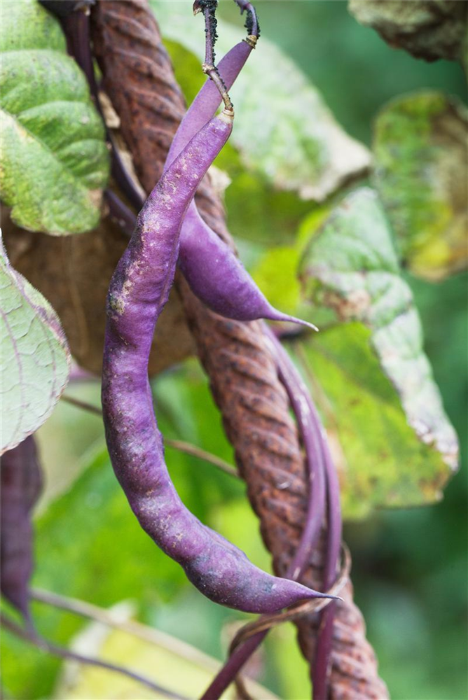Stangenbohnensamen 'Blauhilde'
