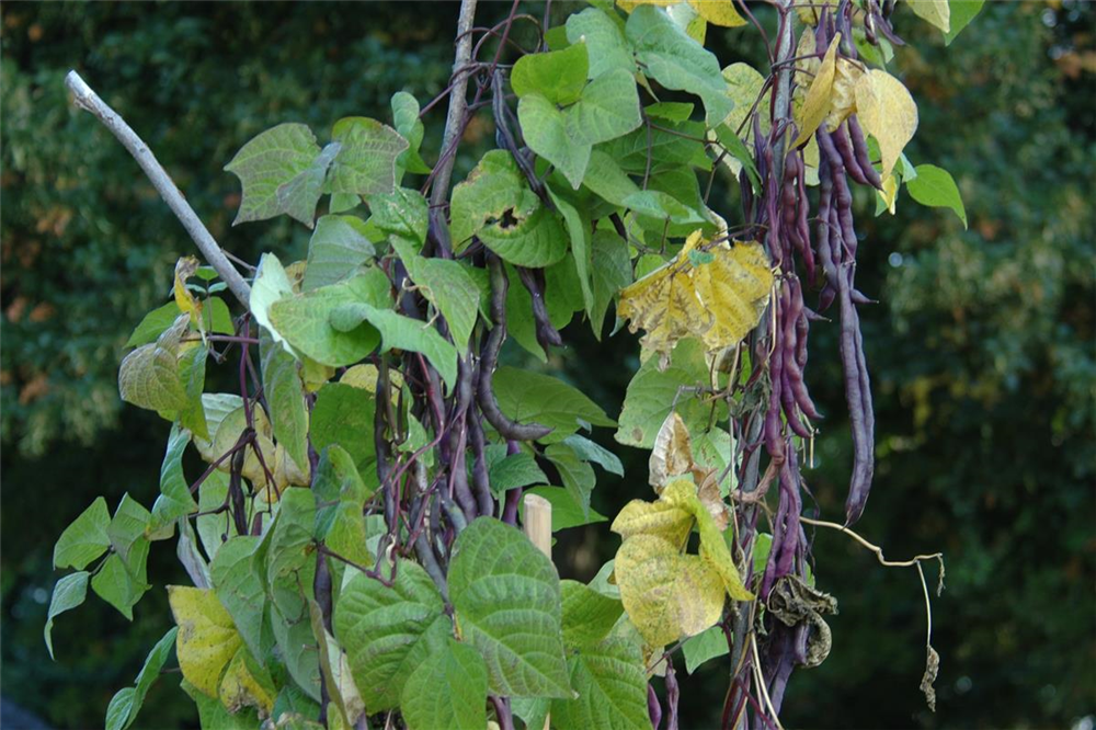 Stangenbohnensamen 'Blauhilde'
