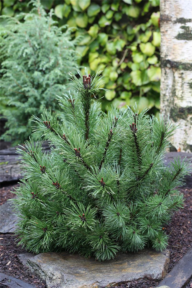 Pinus uncinata