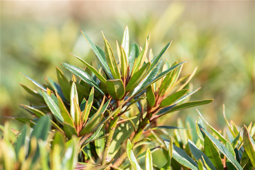 Pontischer Rhododendron 'Graziella' - Hecke